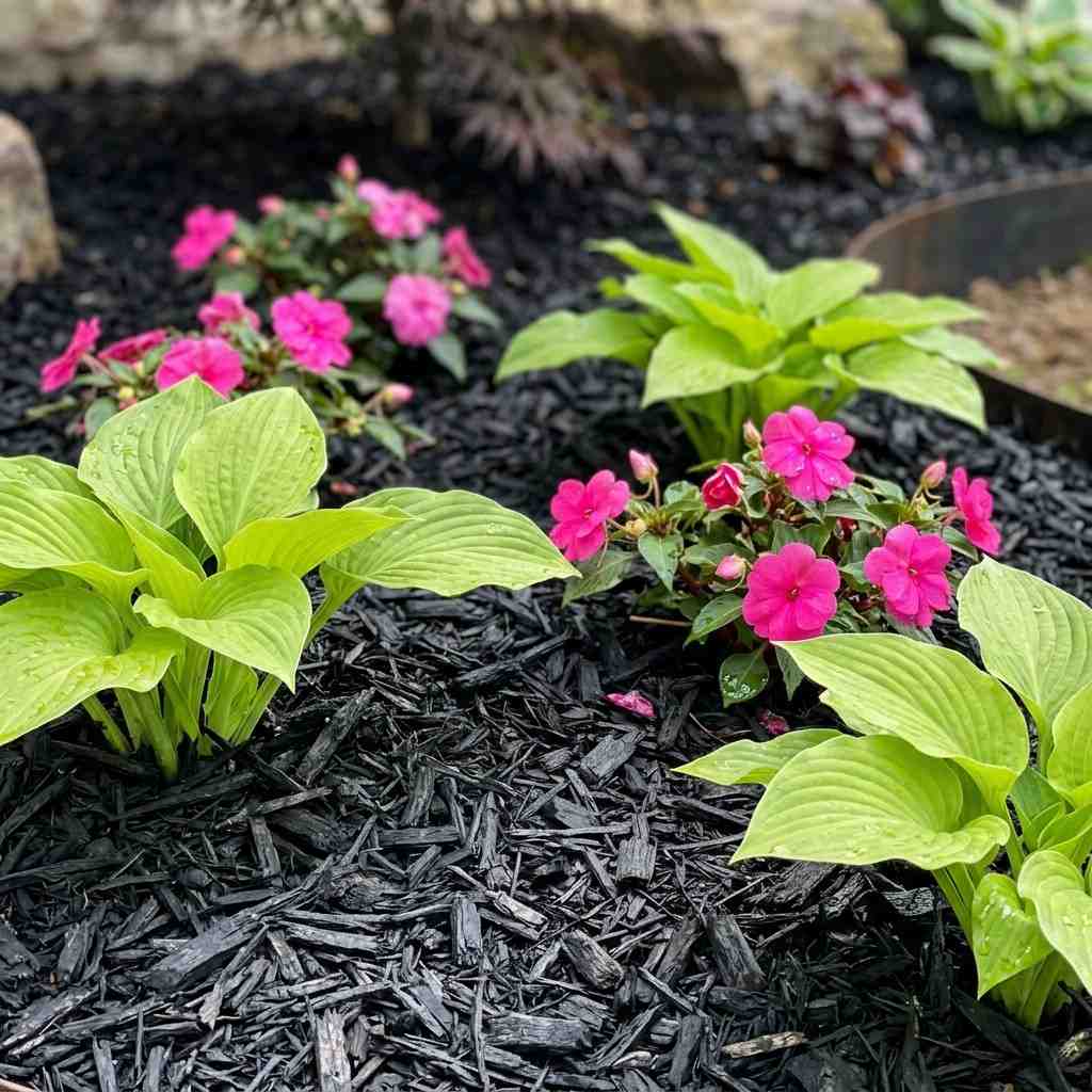 11Charcoal mulch with hostas impat 202605222230